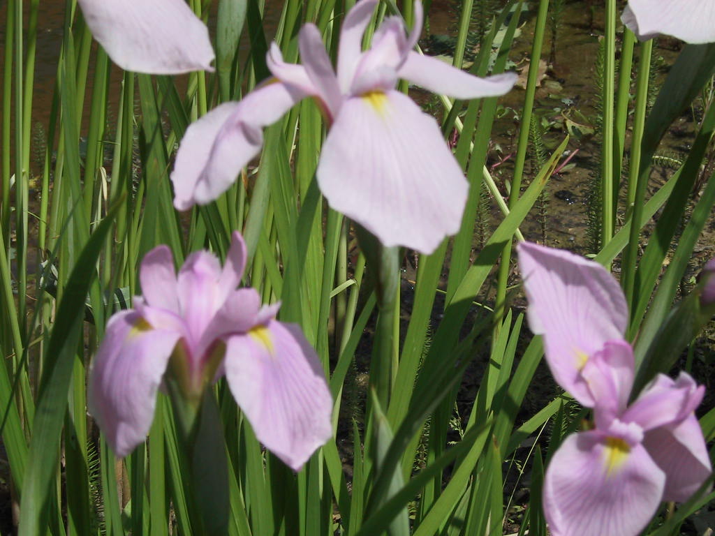 Iris ensata Rosa 2.jpg